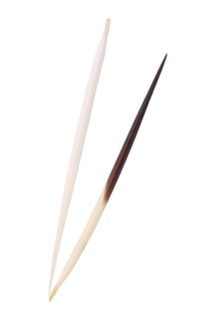 Kirpi Dikeni Oku Kısa 03