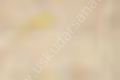 Zig Kurecolor KC-1100 Twin Marker 843 Brick Beige